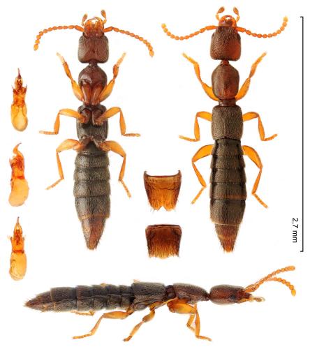 Scopaeus pusillus